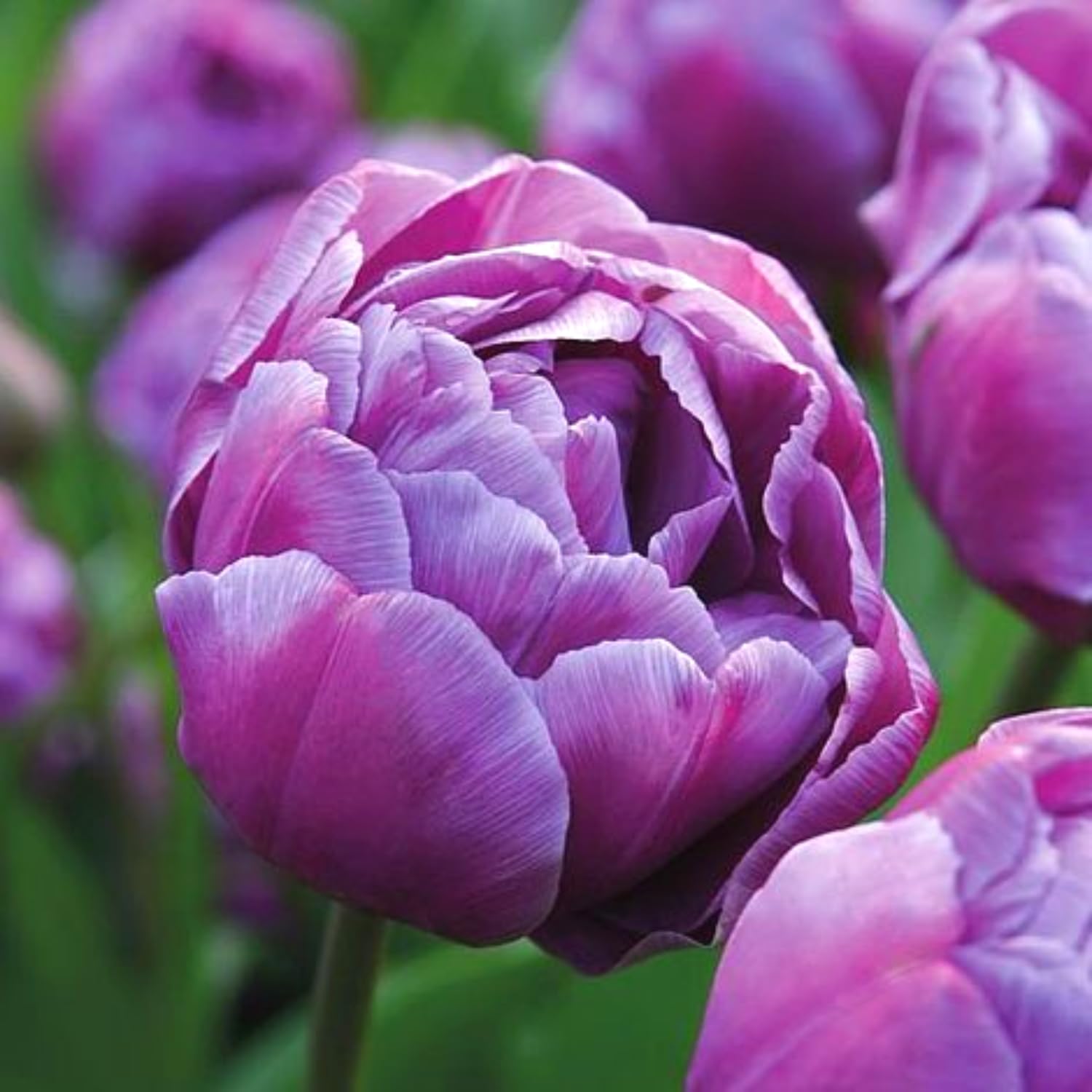 Mix Double Tulip Bulbs for Fall Planting, 20 Tulip Flower Bulbs, Large Bulbs