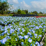 Blue Plumbago Live Plant, 4-6 Inches Tall in 4 Inch Pot, Plumbago Vine Plant for Planting, Vibrant Flowering Starter Plant