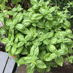 Basil Plants, Sweet Basil Live Plant in 4 Inch Pot - Fragrant Large Leaves, 4-8” Tall Herb Plant, 2 Plants Per Pot, Indoor Outdoor Garden Growing
