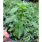 Set 2 Carolina Reaper Pepper Chili Plants, Hot Red Peppers Plant Live, 120 Days Old Pepper for Planting