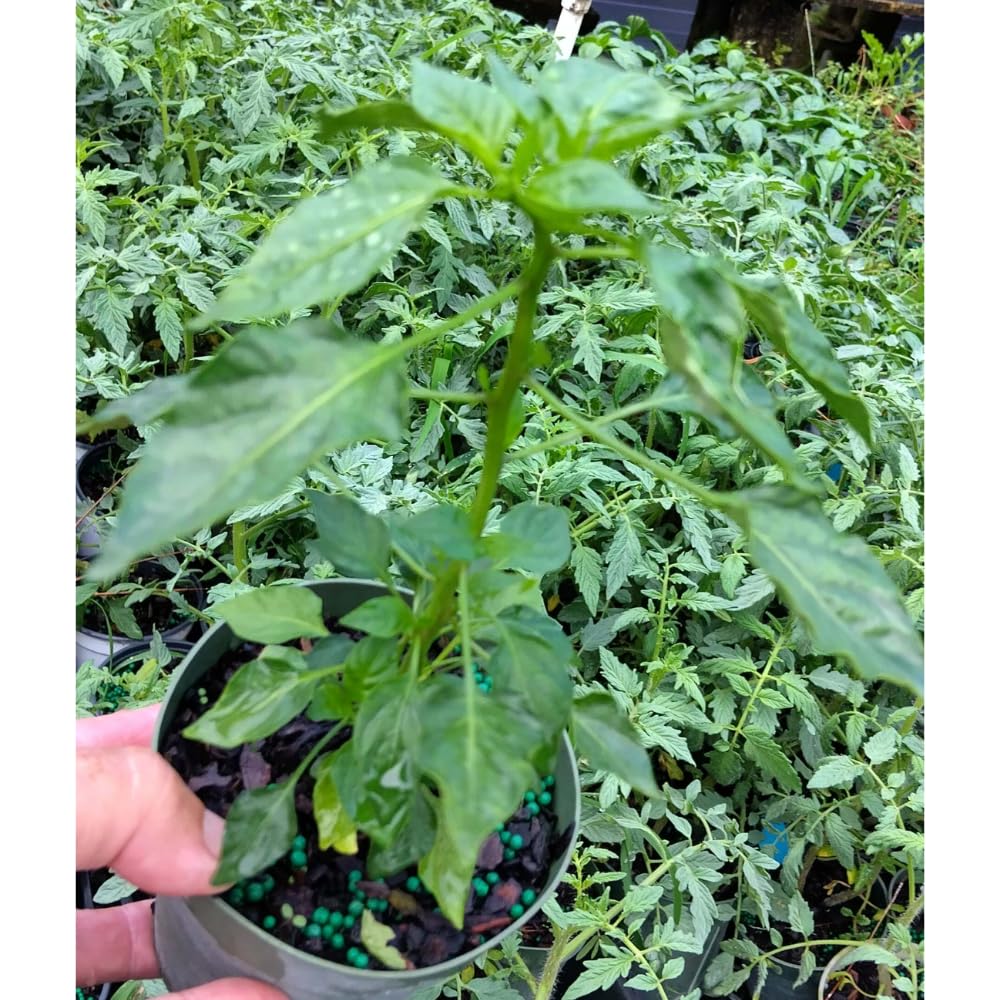 Set 2 Carolina Reaper Pepper Chili Plants, Hot Red Peppers Plant Live, 120 Days Old Pepper for Planting