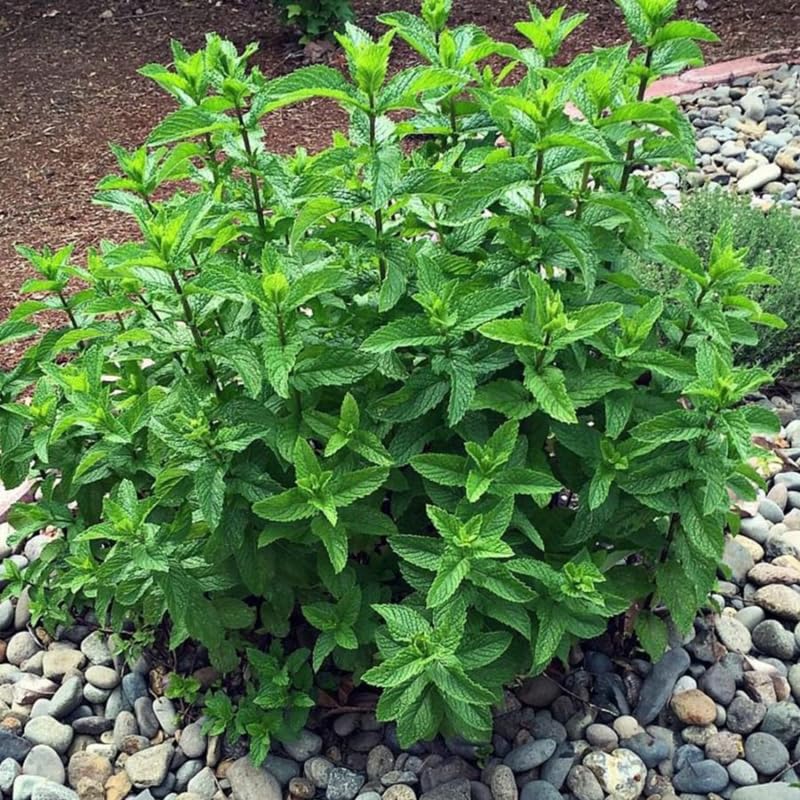 Big Clumps Spearmint Plants Live in Pot, Well-Rooted Herb for Home Gardens, Heirloom Mint Indoor Outdoor, Fresh Mints