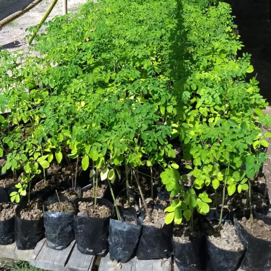 2 Pots Moringa Oleifera Live Trees Plants, 6-10" Tall, Drumstick Horseradish Malunggay Trees Herb, Zones 9-11, 8 Months Old Seedling Tree