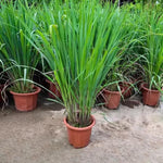 16 Stalks Lemongrass Plants Live Well Rooted, No Pot Lemon Grass Tree Perennial Indoor Outdoor, Starter 3-7 Inches Tall