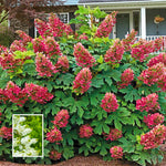 Hydrangea Bush Tree Plants Live, 5-9" Tall, No Pot, Dormant in Winter, Change Color Perennial Planting Indoor Outdoor, Long Lasting Blooms Flower (Ruby Slipper)