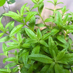 2 Live Lemon Verbena Plant, 3-5 Inches Tall, Fragrant Lemon Verbena Herb Plant for Garden Beds, Patio Pots, and Indoor Containers, No Pot