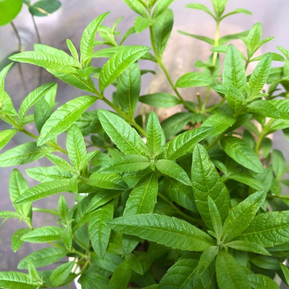 2 Live Lemon Verbena Plant, 3-5 Inches Tall, Fragrant Lemon Verbena Herb Plant for Garden Beds, Patio Pots, and Indoor Containers, No Pot