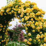 Combo 6 Yellow Rose Cuttings, 5–8 Inch Long Starter Cuttings for Planting, Rose Bush Flower Plant for Garden Outdoor Growing