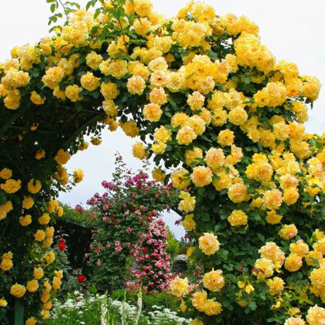 Combo 6 Yellow Rose Cuttings, 5–8 Inch Long Starter Cuttings for Planting, Rose Bush Flower Plant for Garden Outdoor Growing