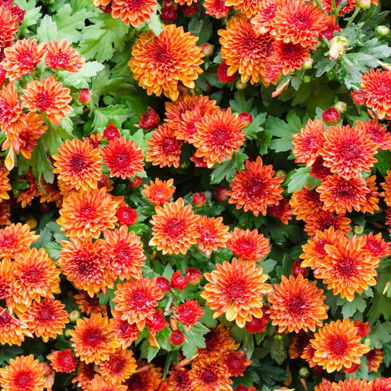 Pack 3 Orange Chrysanthemum Plants, Mums Plants Live, 3 to 6 Inch Tall Garden Mum Live Plant, Vibrant Fall Blooms, Hardy Chrysanthemum Flowers, No Pot