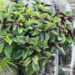 Set 4 Plectranthus Swedish Ivy Plants Live Houseplant, in 4 Inch Pot, Swedish Ivy Live Plants, 4 to 6 Inch Tall, Swedish Ivy Vine (Purple Swedish Ivy)