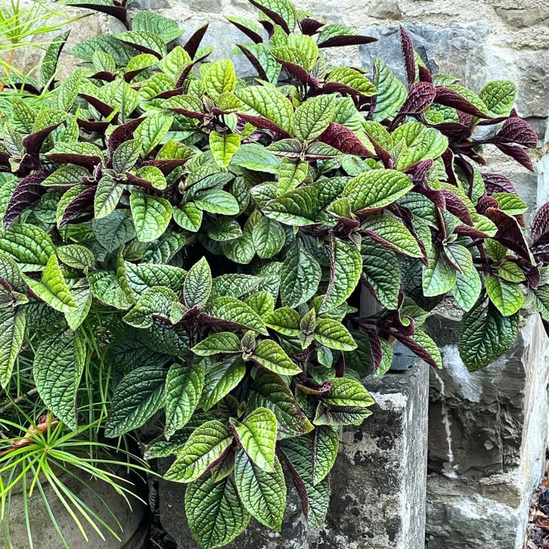 Set 4 Plectranthus Swedish Ivy Plants Live Houseplant, in 4 Inch Pot, Swedish Ivy Live Plants, 4 to 6 Inch Tall, Swedish Ivy Vine (Purple Swedish Ivy)