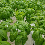 Set of 2 Basil Plants Live in 4 Inc Potted, Live Sweet Basil Plants, Basil Plant Pot, 4 and 6 Inc Long Plant