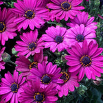 2 Mix Osteospermum African Daisy Plants, Perennial Daisy Flowers for Outdoor Planting 3-5 Inches (Purple)