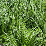 Pack 2 Dwarf Mondo Grass Plant Live, Grass Seedlings from 4 to 6 Inches Height, Ornamental Grass Shrub for Landscaping, Ready for Planting