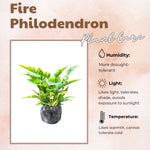 Variegated Philodendron Live Plant, Rare Indoor Houseplant Live Well Rooted 5-7 Inches, Container Growing, Home Office Decor (Fire Philodendron)