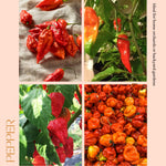 Hot Pepper Plant, Pepper Plant Live for Planting, 4 Inc Pot, 4-6 Inc Pot, Chili Pepper Plant, High Yield Pepper Seedling for Home and Garden Growing, 2 Plants in Pot