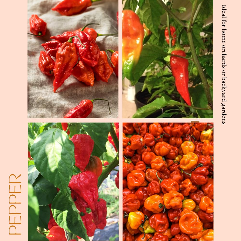 Hot Pepper Plant, Pepper Plant Live for Planting, 4 Inc Pot, 4-6 Inc Pot, Chili Pepper Plant, High Yield Pepper Seedling for Home and Garden Growing, 2 Plants in Pot