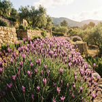 4 Spanish Lavender Plants Live, Fragrant Lavender Herb for Garden, Patio Containers and Indoor Décor, 4-7 Inches Tall