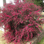 2 Pink Tea Flower Plant Live 4-8 Inches, Fragrant Tea Tree Live Plant for Patio, Garden and Container Growing