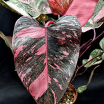 Variegated Philodendron Live Plant 4-8 Inches, Rare Indoor Houseplants for Container Growing (Pink Variegated Philodendron)
