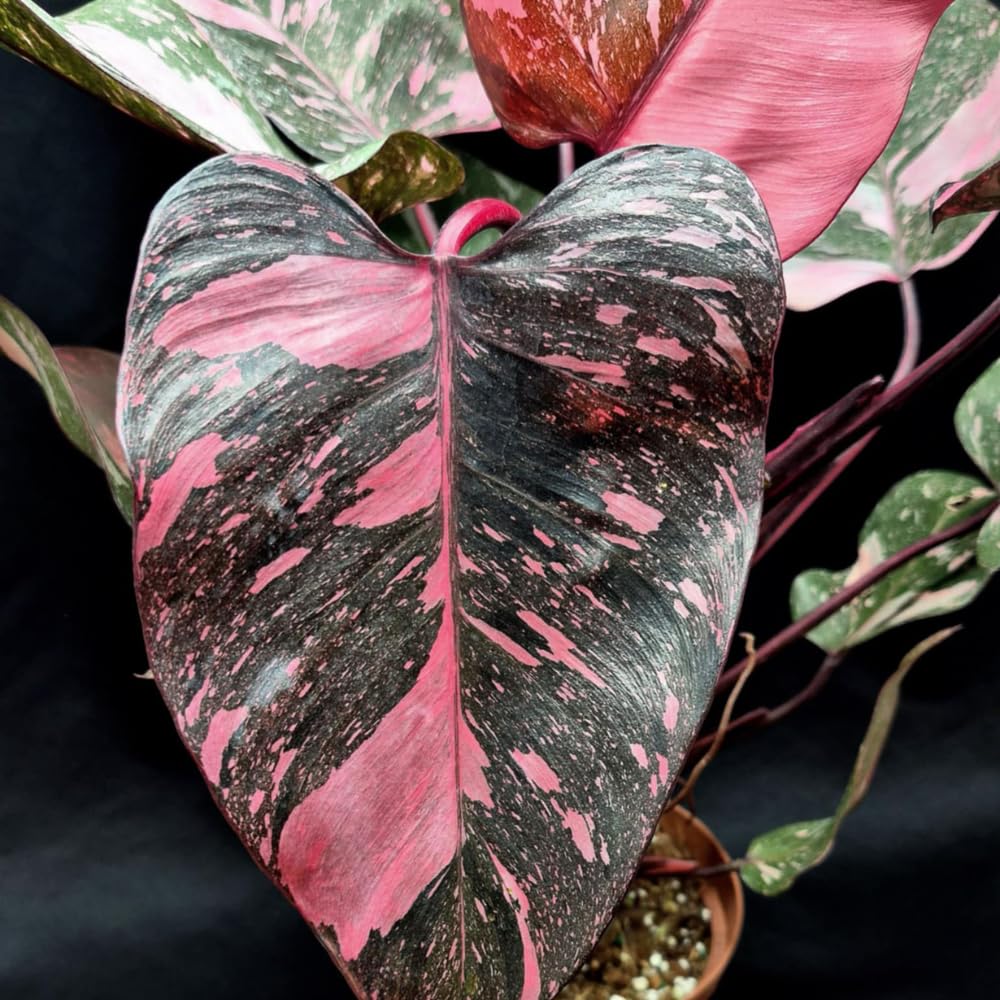 Variegated Philodendron Live Plant 4-8 Inches, Rare Indoor Houseplants for Container Growing (Pink Variegated Philodendron)