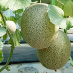 2 Live Melon Plant Per Pot, 3–5 Inch Height, Sweet Melon Fruit Vine Plant for Home Gardening