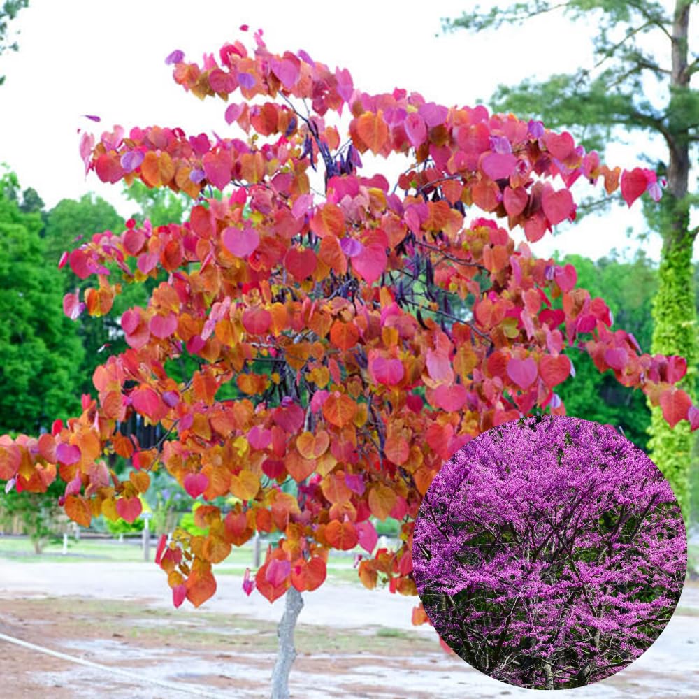 03 Eastern Redbud Trees Live Plants, 1 Year Old Seedlings Pink Flowering Ornamental Tree, Redbud Tree, Redbud Trees for Planting, No Leaf