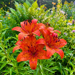 Set 3 Orange Lily Bulbs for Planting, Bright Sunny Blooms, Summer Flowering Perennial Garden Flowers, Lily Bulbs for Containers and Outdoor Garden