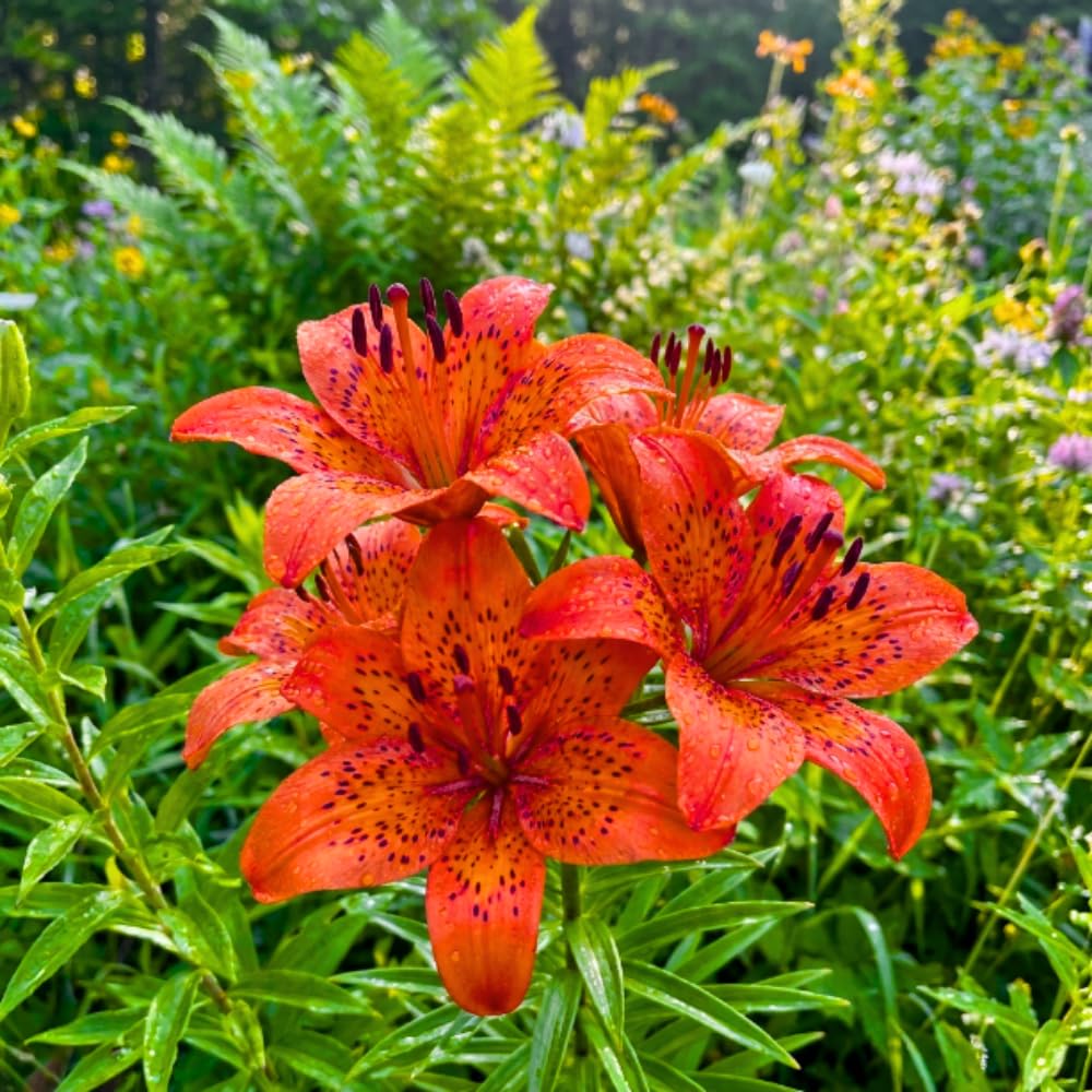 Set 3 Orange Lily Bulbs for Planting, Bright Sunny Blooms, Summer Flowering Perennial Garden Flowers, Lily Bulbs for Containers and Outdoor Garden