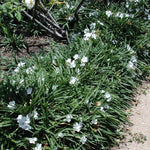 2 White Mexican Petunia Live Plants, Hardy Mexican Petunia Bush Cold Hardy, Starter Size 5-10 Inches in Tall, No Pot