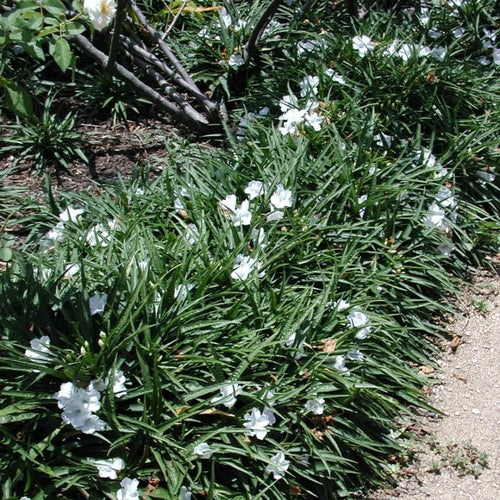 2 White Mexican Petunia Live Plants, Hardy Mexican Petunia Bush Cold Hardy, Starter Size 5-10 Inches in Tall, No Pot