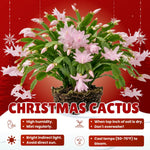 2 Pink Christmas Cactus Live Plants, Easy Care Houseplant, 4-7'' Tall
