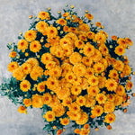 2 Dark Orange Mums Plants Live, Chrysanthemum Plants Live, 5 to 7 Inc Long, Chrysanthemum Mum Live Plant Growing