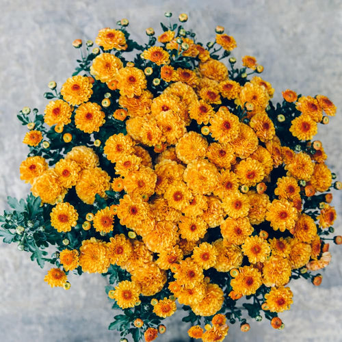 2 Dark Orange Mums Plants Live, Chrysanthemum Plants Live, 5 to 7 Inc Long, Chrysanthemum Mum Live Plant Growing