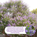 Blue Chaste Vitex Live Plant 4-8 Inches Tall, Chaste Plant, Blue Chastes Vitex Tree, Fragrant Purple Flowering Shrub, Flower Plant for Home Decoration