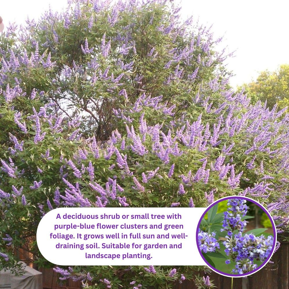 Blue Chaste Vitex Live Plant 4-8 Inches Tall, Chaste Plant, Blue Chastes Vitex Tree, Fragrant Purple Flowering Shrub, Flower Plant for Home Decoration