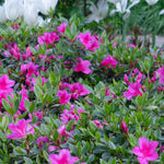 2 Southern Azalea Plants Live 5-9" in Tall, Rhododendron Tree Live Plants Like, Established Root, Vibrant Bloom, Deep Pink