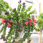 Pack 2 Twisted Lipstick Plants Live for Planting Indoor Outdoor in 3 Inches Pots, Curly Lipstick Live Plant Aeschynanthus