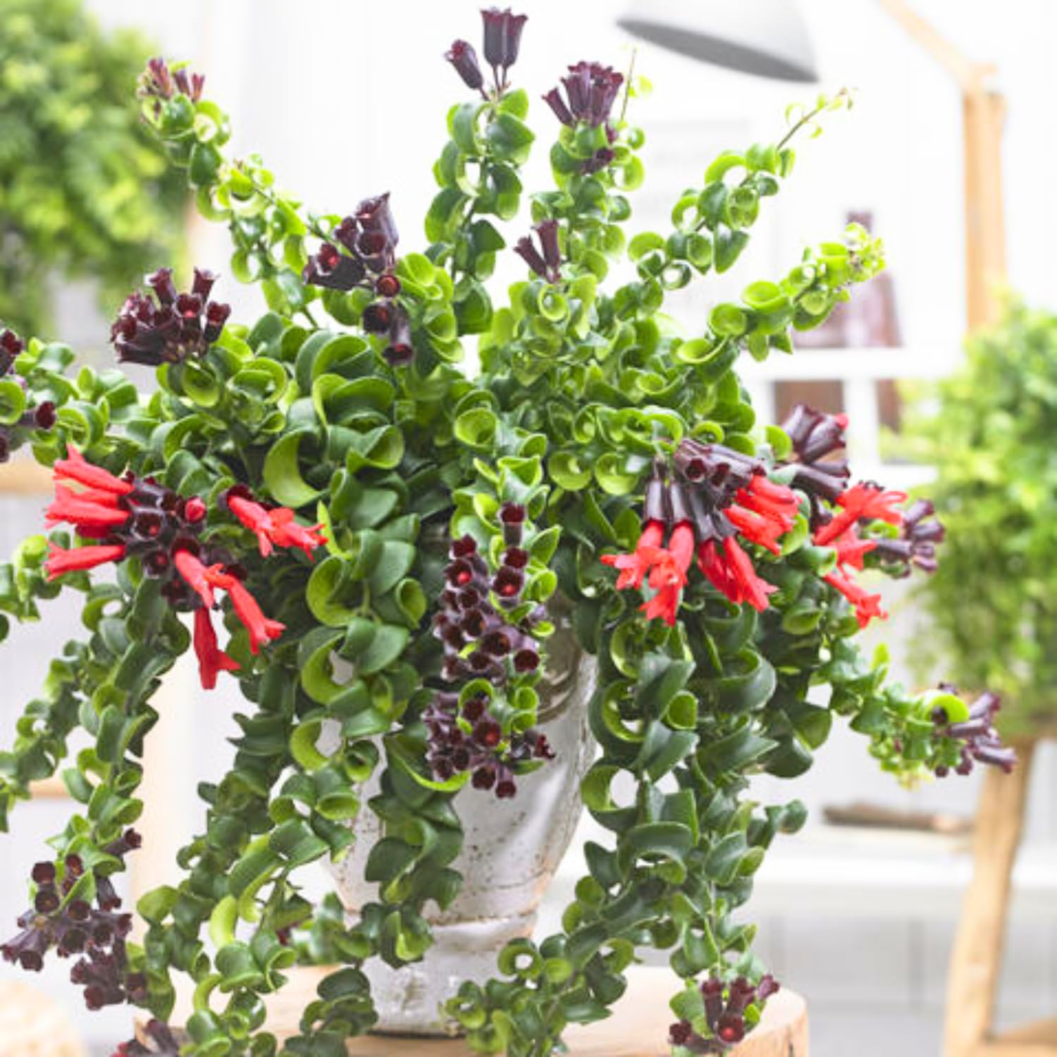 Pack 2 Twisted Lipstick Plants Live for Planting Indoor Outdoor in 3 Inches Pots, Curly Lipstick Live Plant Aeschynanthus
