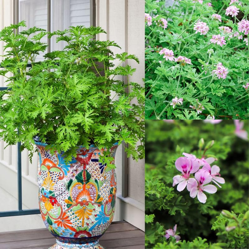3 Citronella Plants Live 4-6 Inches, Fragrant Citronella Geranium Plants Well Rooted, Perennial Garden Plant