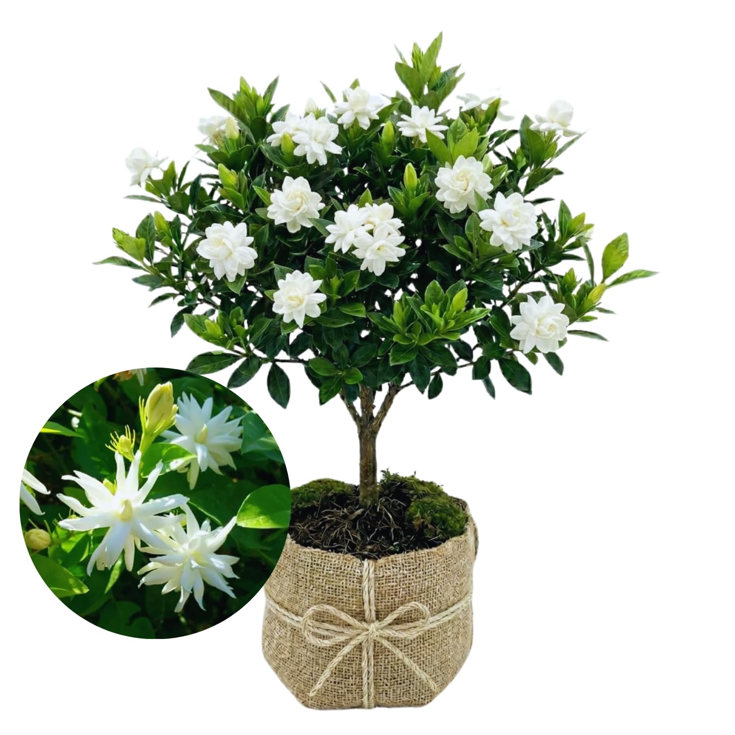 2 Jasmine Plants Live, Climbing Jasmine Flower Plant, Zone 4 to 11, 5 to 7 Inc in Height (Double White)