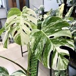 Philodendron Plant Live, Rare Tropical Variegated Live Indoor Houseplant, Starter Plants No Pot, 5-9" in Tall (Monstera Thai Constellation)