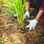 6 Fresh Lemongrass Plants Live High Yield, Live Outdoor Lemongrass, No Pot, Fresh Lemon Grass Stalks Live Plant, Herb Outside Planting
