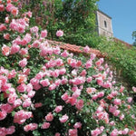 Rose Plant Live, Hybrid Tea Rose Bush Live Plant, 5-9 Inch Tall, Fragrant Flowers Shrub Ready to Plant Outdoor, No Pot, Well-Rooted (Pink Rose)
