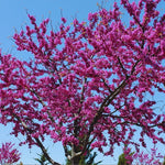 Eastern Redbud Tree Live Plant, 7" to 12" Tall, Red Bud Tree Plants Live, Purple Lavender Blooms Color, Zones 4 to 9, Cold Hardy, Dormant