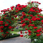 Red Rose Live Plant, 6 Months Old Starter, Fragrant Red Climbing Roses for Planting Outdoor, No Pot