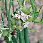 Set 2 Pots Walking Onions Live Plants for Planting, 4 Inch Pot, Heirloom Onion Bulbs Plant, Large Egyptian Walking Onion Bulb Plant for Containers, Outdoors Gardens