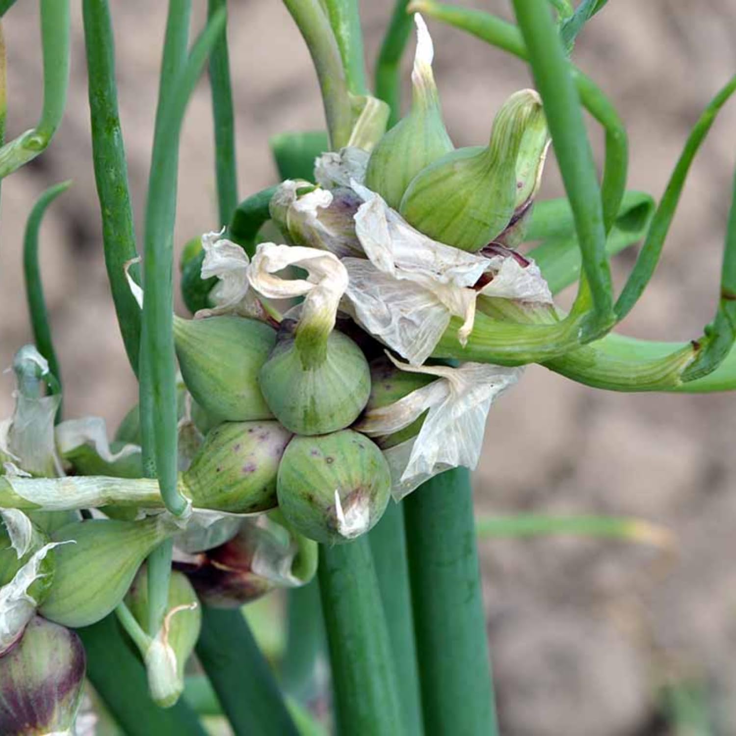 Set 2 Pots Walking Onions Live Plants for Planting, 4 Inch Pot, Heirloom Onion Bulbs Plant, Large Egyptian Walking Onion Bulb Plant for Containers, Outdoors Gardens