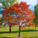 24"-30" Live Sassafras Tree Plant, Cold Hardy for Outdoor Garden, Zones 4-9, Well-Rooted Plant in Pot